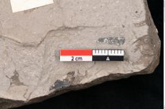 Foto (Detailansicht) von Sapotacites sideroxyloides Ettingshausen (NHMW-GEO-2024-0188-8014)